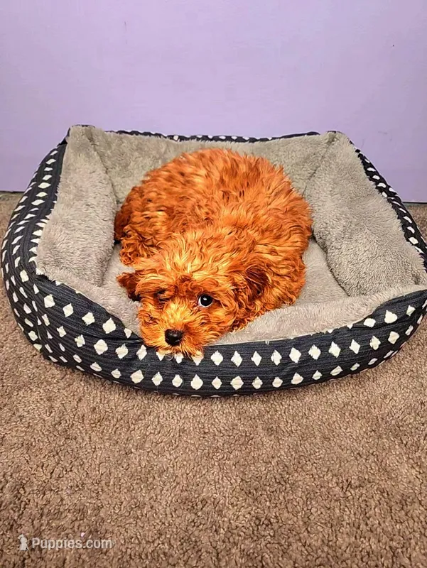 Mario – Cavapoo puppy for sale in Chicago, IL