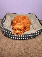 Mario, a male Cavapoo for sale in Chicago, IL – Photo 1 of 3
