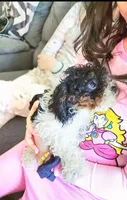 Bowser, a male Cavapoo and Poodle - Toy  for sale in Indianapolis, IN – 1 of 2