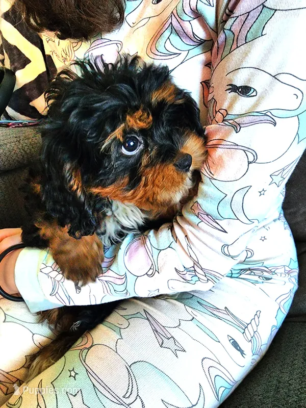 Luigi – Cavapoo puppy for sale in Tinley Park, IL