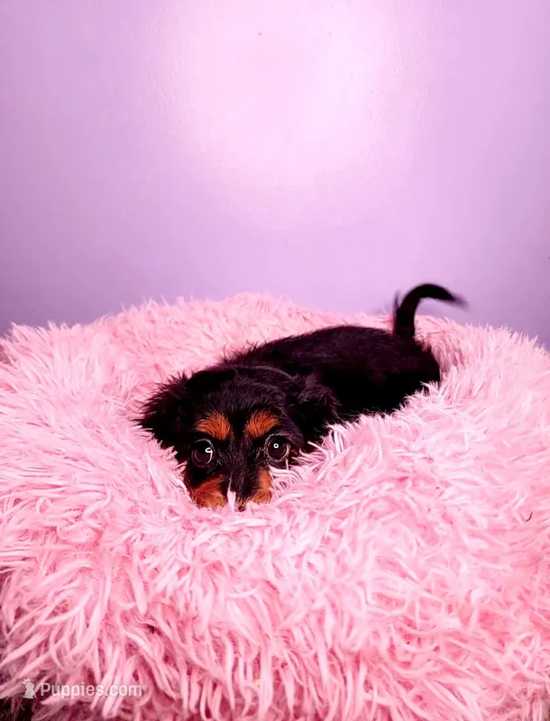 Peach – Cavapoo, Cavalier King Charles Spaniel puppy for sale in Chicago, IL