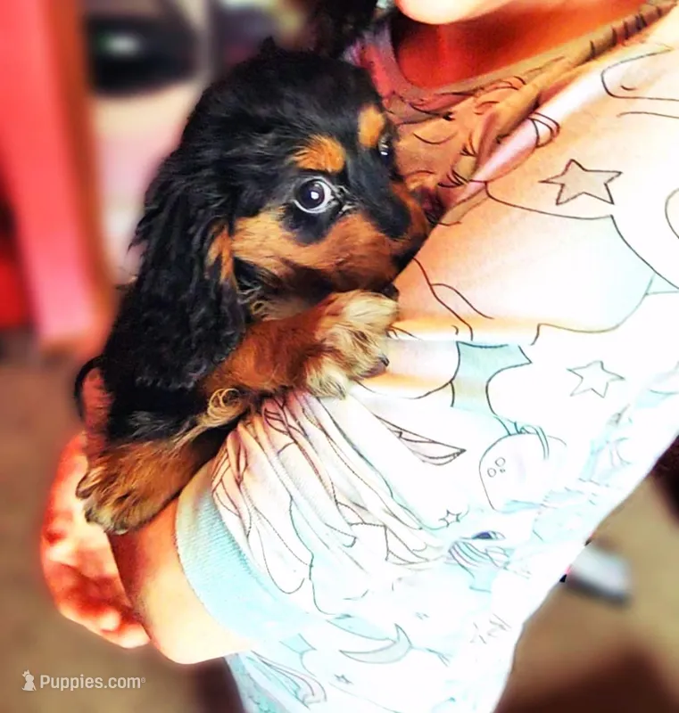 Peach: Ready Now/ Chicago Delivery/ Family Raised – Cavapoo, Cavalier King Charles Spaniel puppy for sale in Chicago, IL