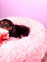 Peach, a female Cavapoo and Cavalier King Charles Spaniel for sale in Chicago, IL – Photo 3 of 3