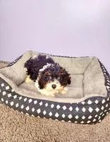 Bowser, a male Cavapoo for sale in Chicago, IL – Photo 3 of 3