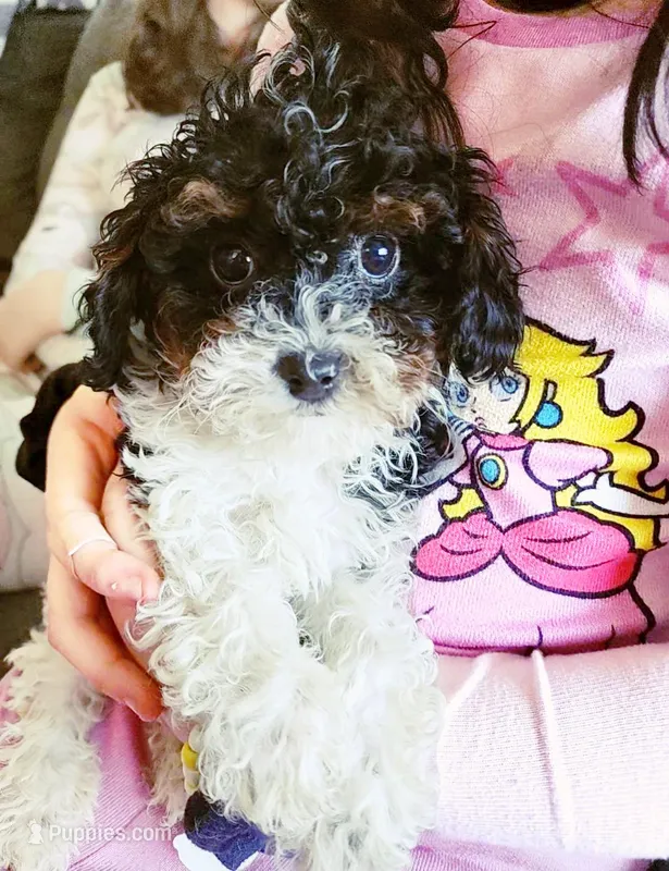 Bowser: Ready Now/ Chicago Delivery/ Family Raised – Cavapoo puppy for sale in Chicago, IL