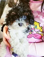 Bowser, a male Cavapoo for sale in Chicago, IL – Photo 2 of 3