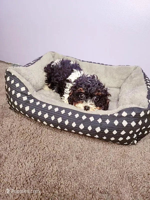 Bowser – Cavapoo puppy for sale in Chicago, IL