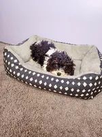 Bowser, a male Cavapoo for sale in Chicago, IL – Photo 1 of 3