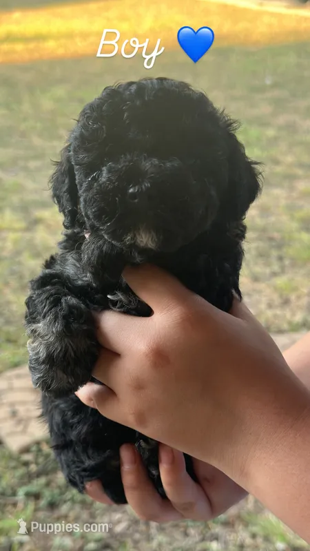 N/N – Poodle - Miniature  puppy for sale in Palmer, TX