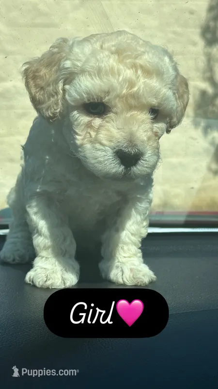 N/N – Poodle - Miniature  puppy for sale in Palmer, TX