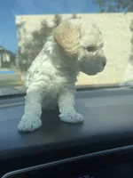 N/N, a female Poodle - Miniature  for sale in Palmer, TX – 2 of 2
