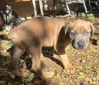 Male Fawn, a male Cane Corso for sale in Fort Collins, CO – 6 of 7