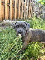 Male gray/fawn Brindle, a male Cane Corso for sale in Fort Collins, CO – 1 of 8