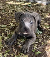 Male gray/fawn Brindle, a male Cane Corso for sale in Fort Collins, CO – 2 of 8