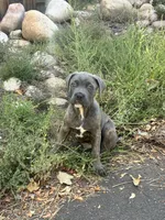 Male gray/fawn Brindle, a male Cane Corso for sale in Fort Collins, CO – 8 of 8