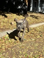 Male gray/fawn Brindle, a male Cane Corso for sale in Fort Collins, CO – 6 of 8