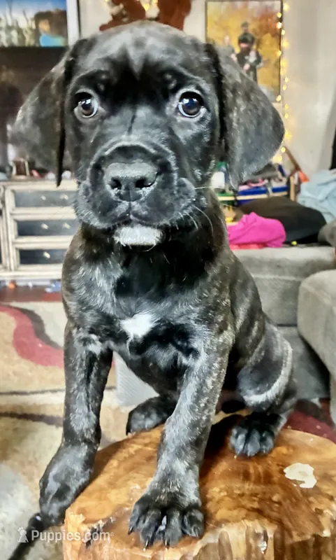 Male black brindle – Cane Corso puppy for sale in Fort Collins, CO