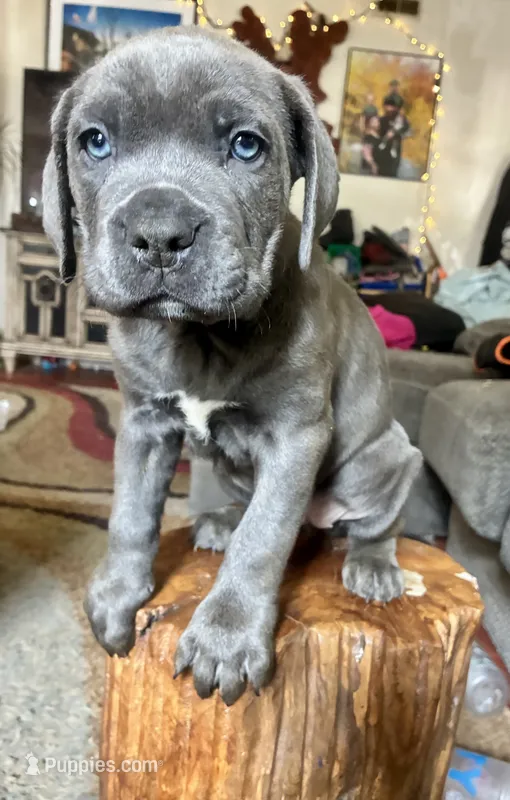 Female Blue fawn brindle – Cane Corso puppy for sale in Fort Collins, CO