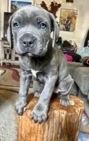 Female Blue fawn brindle, a female Cane Corso for sale in Fort Collins, CO – 1 of 1
