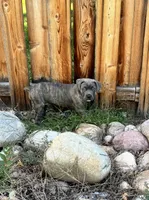 Male gray/fawn Brindle, a male Cane Corso for sale in Fort Collins, CO – 7 of 8