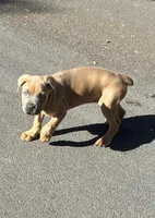Male Fawn, a male Cane Corso for sale in Fort Collins, CO – 4 of 7