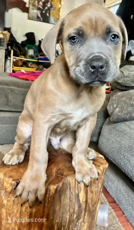 Male Fawn – Cane Corso puppy for sale in Fort Collins, CO