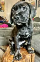 Female black brindle , a female Cane Corso for sale in Fort Collins, CO – 1 of 1