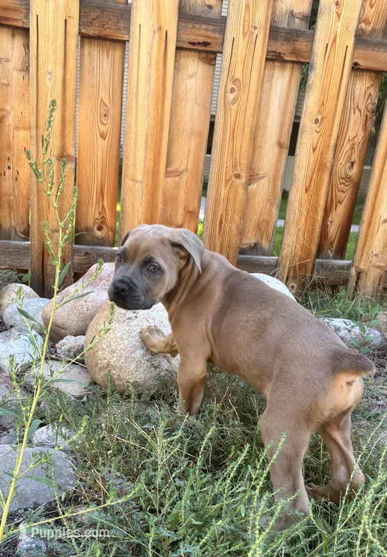 Male Fawn – Cane Corso puppy for sale in Fort Collins, CO
