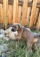 Male Fawn, a male Cane Corso for sale in Fort Collins, CO – 7 of 7