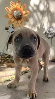 Male Fawn, a male Cane Corso for sale in Fort Collins, CO – 2 of 7