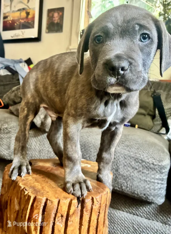 Male Blue fawn Brindle – Cane Corso puppy for sale in Fort Collins, CO