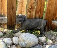 Male gray/fawn Brindle, a male Cane Corso for sale in Fort Collins, CO – 4 of 8