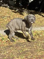 Male gray/fawn Brindle, a male Cane Corso for sale in Fort Collins, CO – 3 of 8