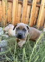 Male Fawn, a male Cane Corso for sale in Fort Collins, CO – 5 of 7