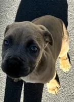 Male Fawn, a male Cane Corso for sale in Fort Collins, CO – 3 of 7