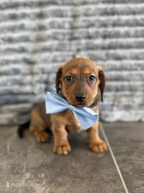 Max – Dachshund puppy for sale in Sioux Center, IA
