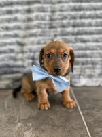 Max, a male Dachshund for sale in Sioux Center, IA – 1 of 1