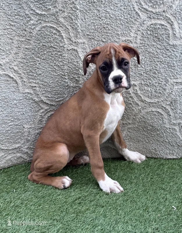 Remi – Boxer puppy for sale in Sioux Center, IA