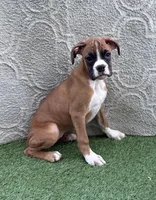 Remi, a male Boxer for sale in Sioux Center, IA – 1 of 1