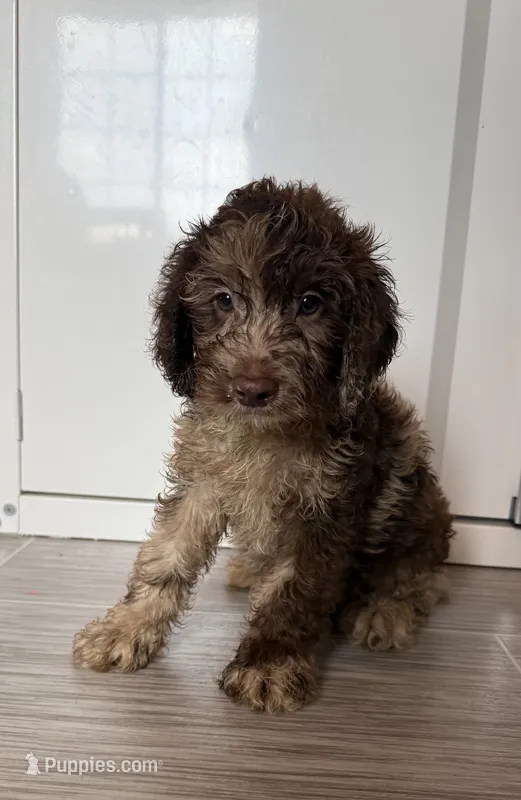 Max  – Cockapoo puppy for sale in Sioux Center, IA