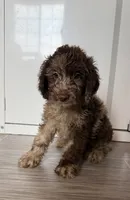 Max , a male Cockapoo for sale in Sioux Center, IA – 1 of 1