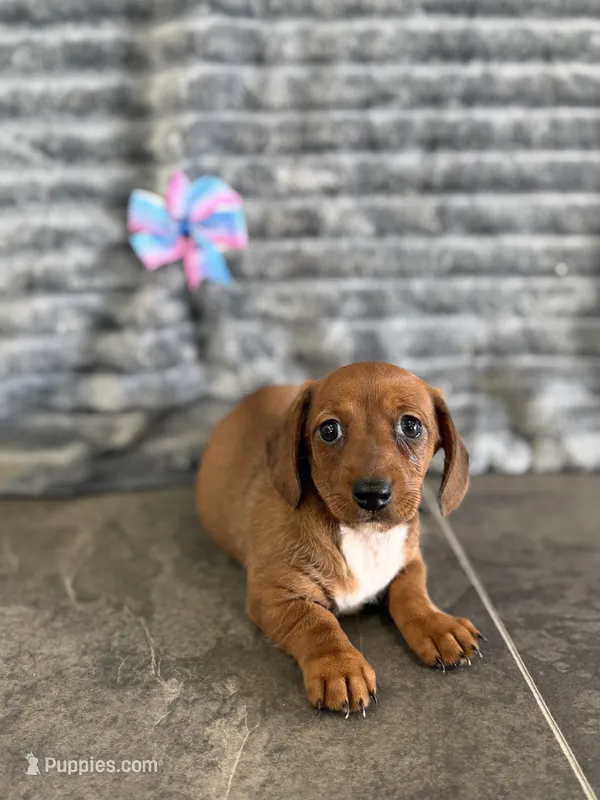 Mabel – Dachshund puppy for sale in Sioux Center, IA