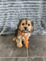 Lucas, a male Shih Tzu and Yorkshire Terrier for sale in Sioux Center, IA – 1 of 1