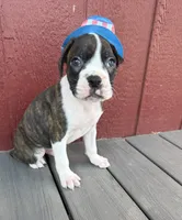 Buck, a male Boxer for sale in Sioux Center, IA – Photo 3 of 3