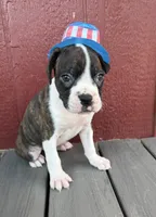 Buck, a male Boxer for sale in Sioux Center, IA – Photo 2 of 3