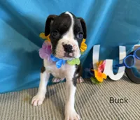 Buck, a male Boxer for sale in Sioux Center, IA – Photo 1 of 3