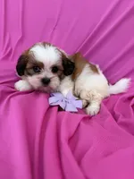 Morey, a female Shichon for sale in Sioux Center, IA – 1 of 1
