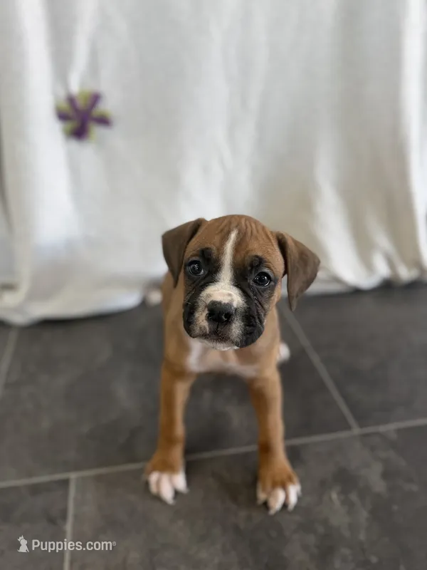 Fiona – Boxer puppy for sale in Sioux Center, IA