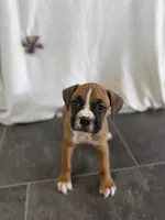 Fiona, a female Boxer for sale in Sioux Center, IA – 1 of 1