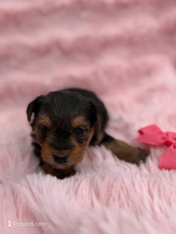 Levy – Yorkshire Terrier puppy for sale in Sioux Center, IA